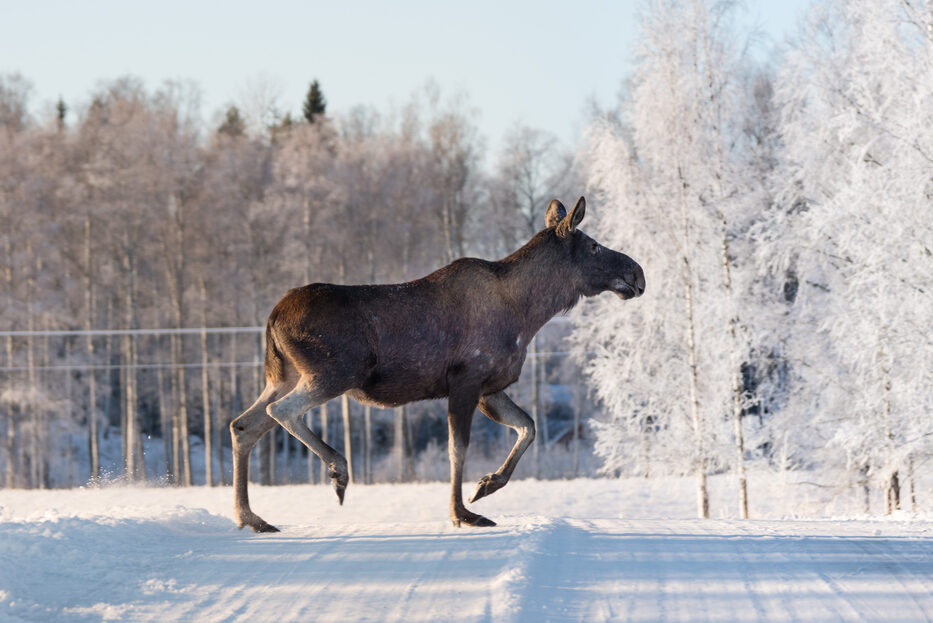 Iso hirvi jolkottelee talvella lumisen tien yli.