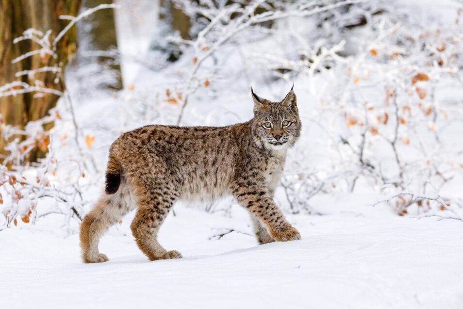 Ilves tallustaa lumisessa maastossa.