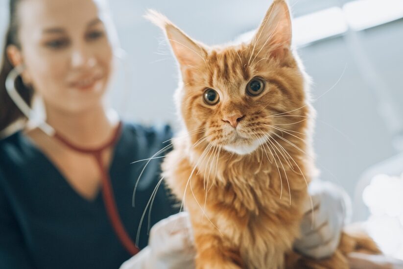 Punertavasävyinen iso kissa on eläinlääkärin tutkimuspöydällä. Lääkäri kuuntelee kissaa stetoskoopilla.