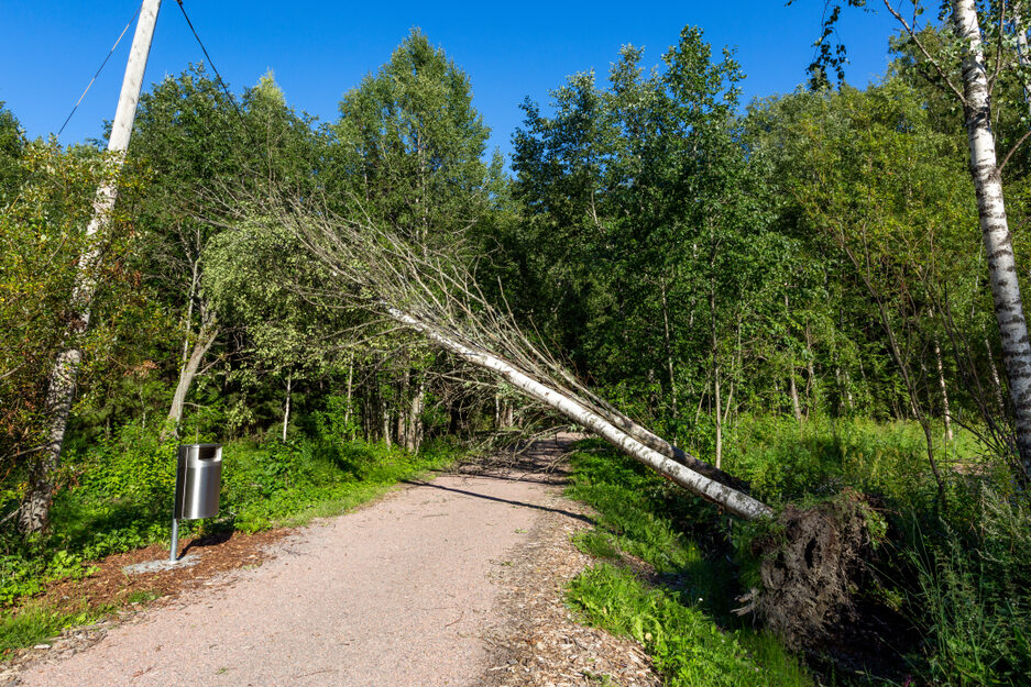 Puu on kaatunut sähkölinjojen ja kävelytien päälle