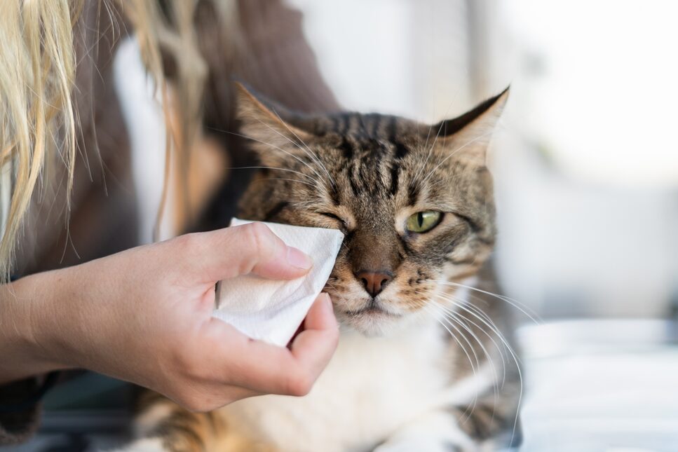 Kissa on pöydällä ja hänen alaluomea pyyhitään puhdistuslapulla.