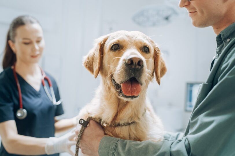 Labradorinnoutajan tyylinen koira on eläinlääkärissä tutkittavana.