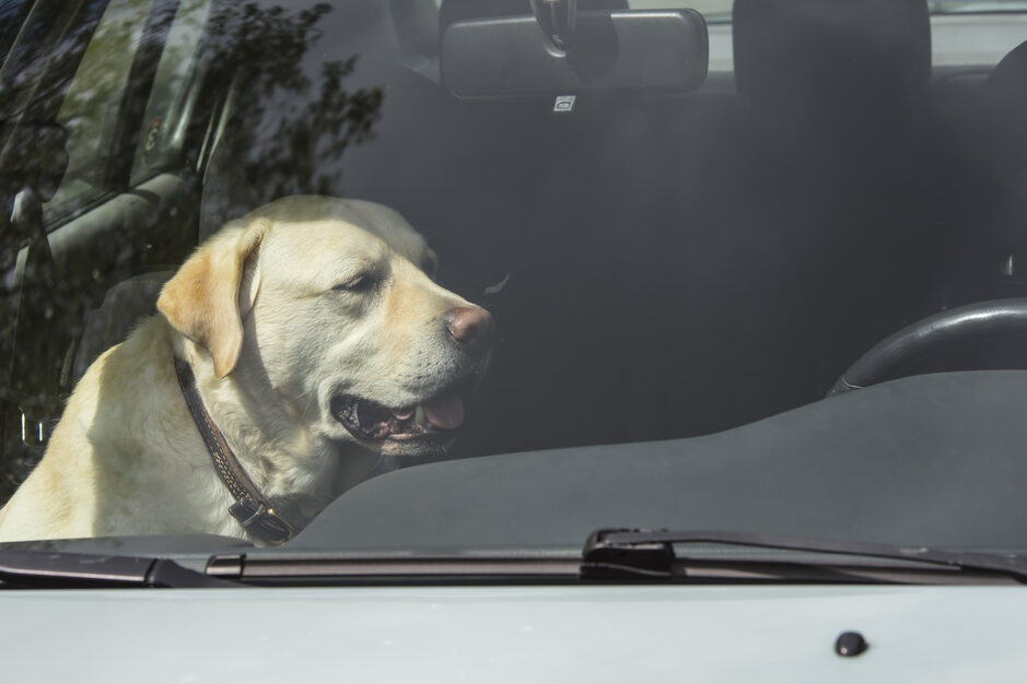 Labradorinnoutaja istuu tyhjässä autossa etupenkillä auringonpaisteessa.