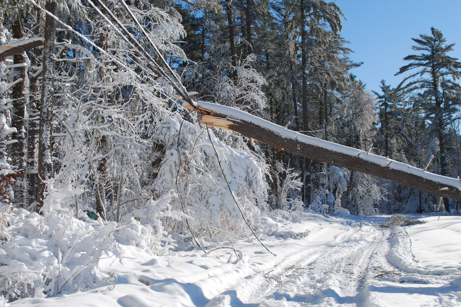 Metsä, paljon lunta ja sähkölinjojen päälle kaatunut puu.