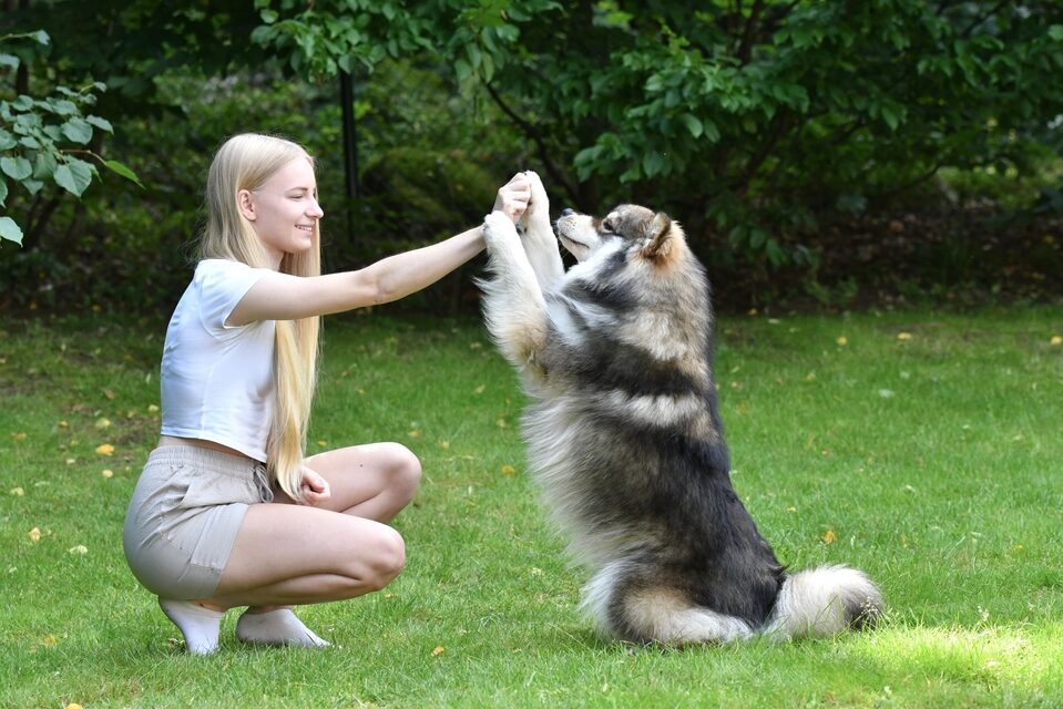 Koira ja nuori nainen ovat nurmikolla. Koira on heittänyt "yläfemmat" naiselle.