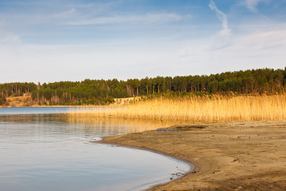 Vesistö, hiekkaranta, kaislikkoa ja taustalla siintää metsää.